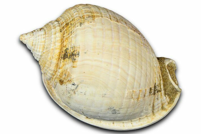 Miocene Fossil Sea Snail (Semicassis) Shell - France #365507